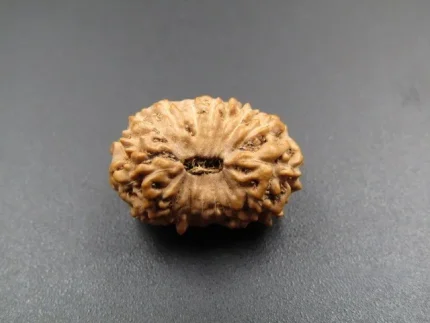 14 Mukhi Rudraksha