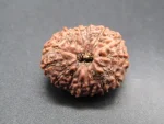 14 Mukhi Rudraksha