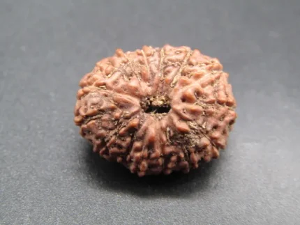 14 Mukhi Rudraksha