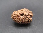 14 Mukhi Rudraksha