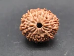 14 Mukhi Rudraksha