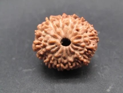 14 Mukhi Rudraksha