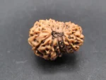 14 Mukhi Rudraksha