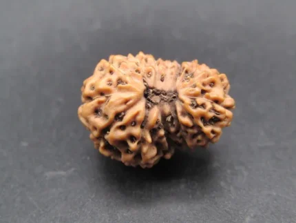 14 Mukhi Rudraksha