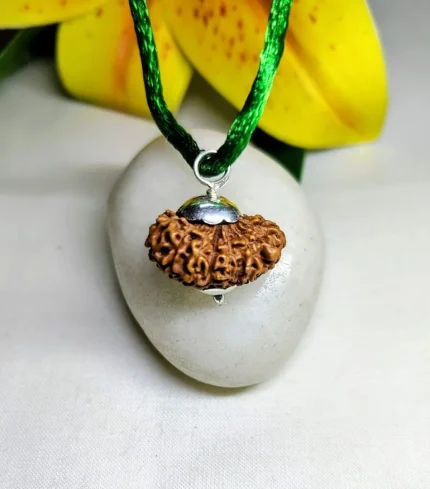 15 Mukhi Rudraksha