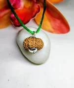 15 Mukhi Rudraksha