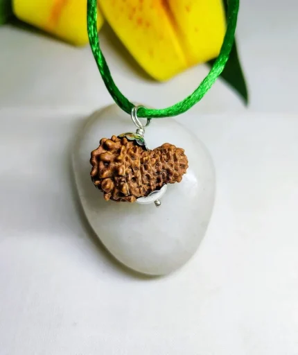 15 Mukhi Rudraksha
