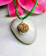 15 Mukhi Rudraksha
