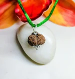 15 Mukhi Rudraksha
