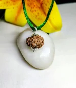 15 Mukhi Rudraksha