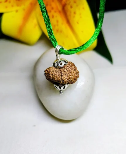 15 Mukhi Rudraksha