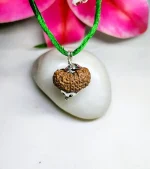 15 Mukhi Rudraksha