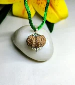 15 Mukhi Rudraksha