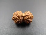 15 Mukhi Rudraksha