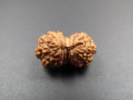 15 Mukhi Rudraksha