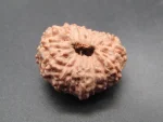 15 Mukhi Rudraksha