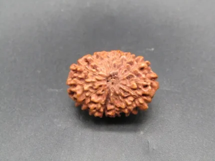 15 Mukhi Rudraksha