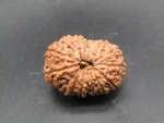 15 Mukhi Rudraksha