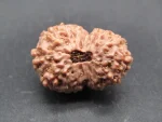 15 Mukhi Rudraksha