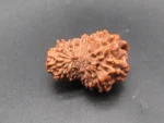 15 Mukhi lab Rudraksha