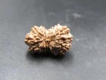 15 Mukhi Rudraksha
