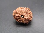 15 Mukhi Rudraksha