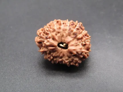 15 Mukhi Rudraksha