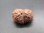 15 Mukhi Rudraksha