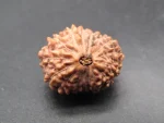 15 Mukhi Rudraksha