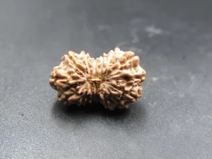 15 Mukhi Rudraksha