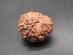 15 Mukhi Rudraksha