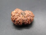 15 Mukhi Rudraksha