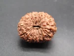 15 Mukhi Rudraksha