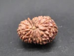 15 Mukhi Rudraksha