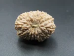 15 Mukhi Rudraksha