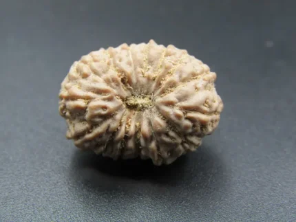 15 Mukhi Rudraksha