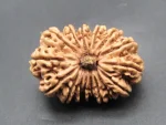16 Mukhi Rudraksha