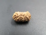 19 Mukhi Rudraksha