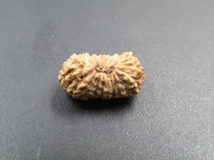 19 Mukhi Rudraksha