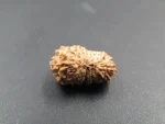 19 Mukhi Rudraksha