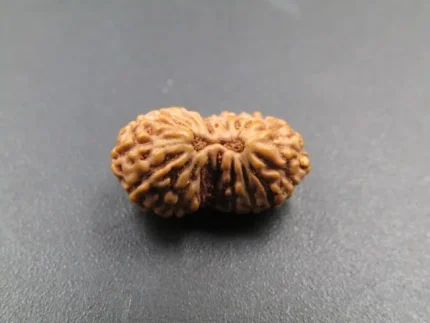 19 Mukhi Rudraksha