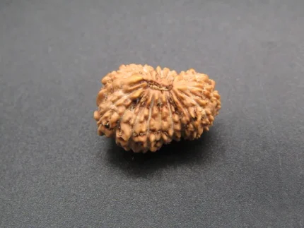 19 Mukhi Rudraksha