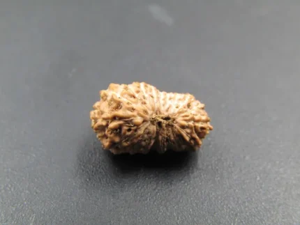 19 Mukhi Rudraksha