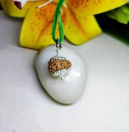 15 Mukhi Rudraksha