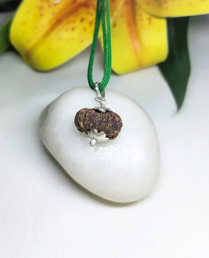 15 Mukhi Rudraksha