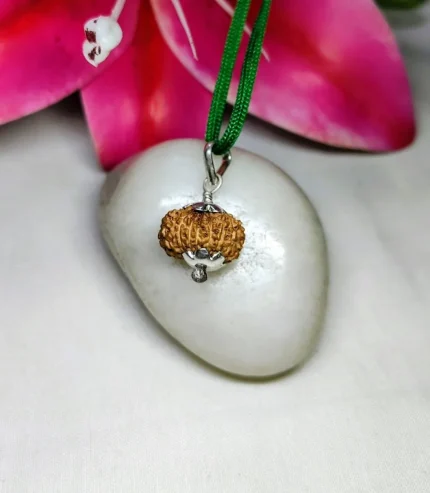 15 Mukhi Rudraksha