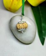 15 Mukhi Rudraksha