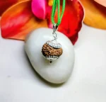 15 Mukhi Rudraksha