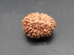 15 Mukhi Rudraksha