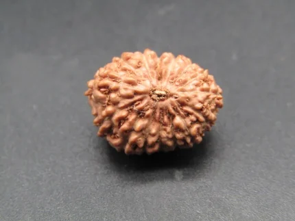15 Mukhi Rudraksha
